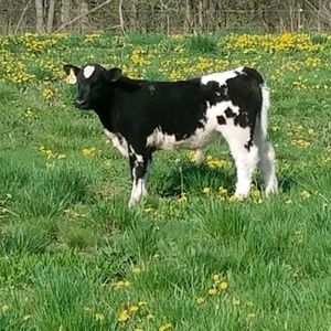 Meet your Posher, Annette